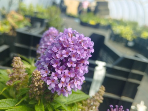 Buddleja 'Butterfly Candy Little Lila' (L)