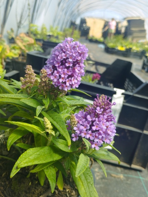Buddleja 'Butterfly Candy Little Lila' (L)