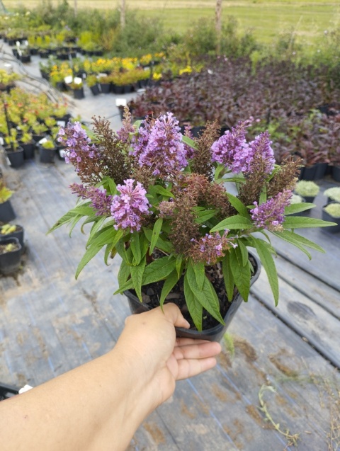 Buddleja 'Butterfly Candy Little Lila' (L)