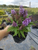 Buddleja 'Butterfly Candy Little Lila' (L)