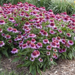 Jeżówka- Echinacea 'Everything's Rosy' (L)