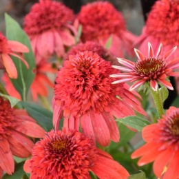 Jeżówka- Echinacea 'Jamberry' (L)