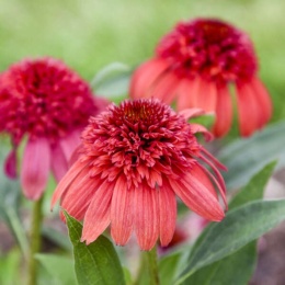 Jeżówka- Echinacea 'Jamberry' (L)