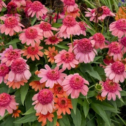 Jeżówka- Echinacea 'Rainbow Sherbet' (L)