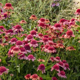 Jeżówka- Echinacea 'Rainbow Sherbet' (L)
