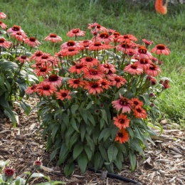 Jeżówka- Echinacea 'Tanager' (L)