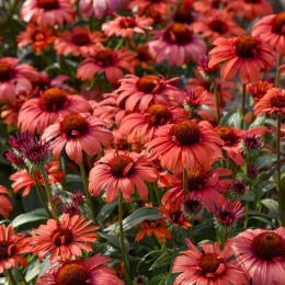 Jeżówka- Echinacea 'Tanager' (L)