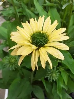 Jeżówka- Echinacea Sunseekers Limoncello (L)