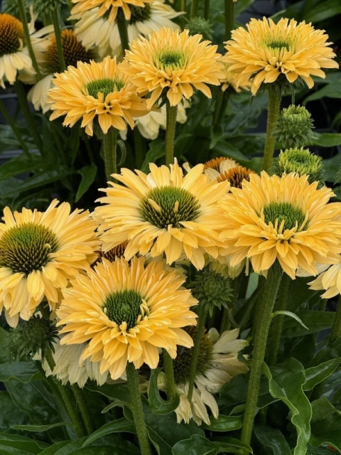Jeżówka- Echinacea Sunseekers Limoncello (L)