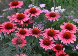 Jeżówka- Echinacea 'Coral Craze' (L)