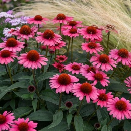 Jeżówka- Echinacea 'Coral Craze' (L)