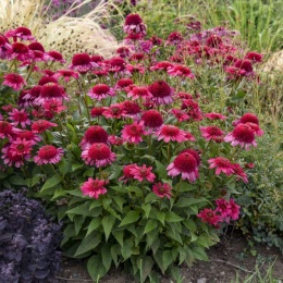 Jeżówka- Echinacea 'Watermelon Sugar' (L)