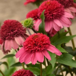 Jeżówka- Echinacea 'Watermelon Sugar' (L)