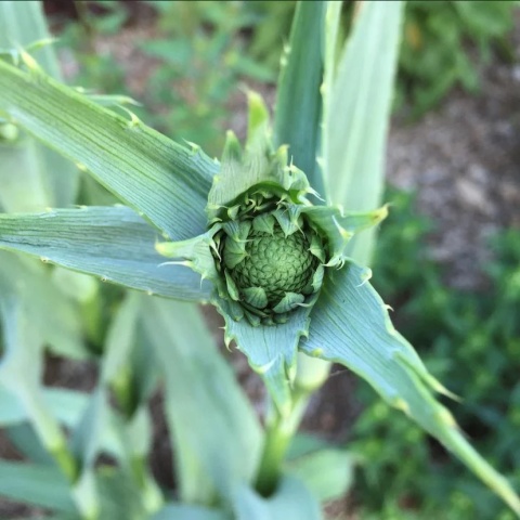 Mikołajek - Eryngium yucc. Magical Green Globe (W)