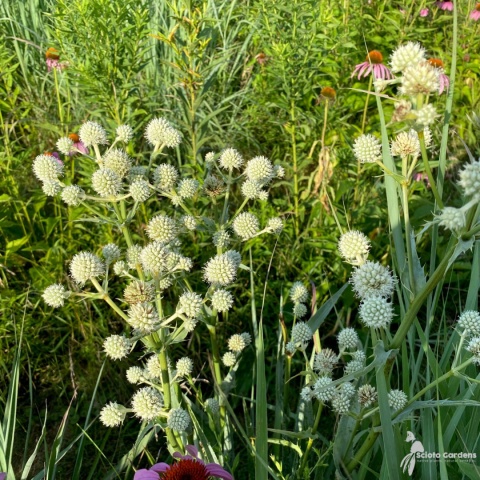 Mikołajek - Eryngium yucc. Magical Green Globe (W)