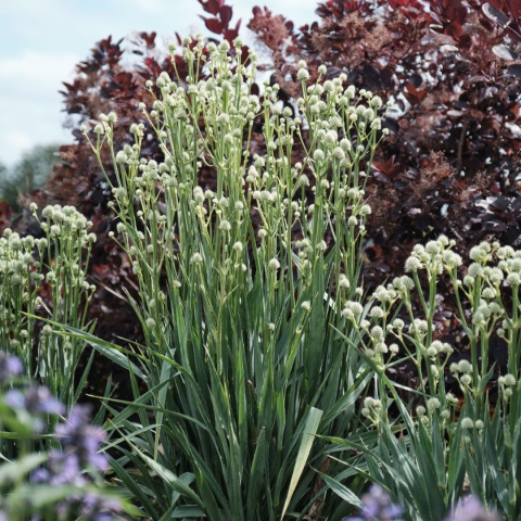 Mikołajek - Eryngium yucc. Magical Green Globe (W)