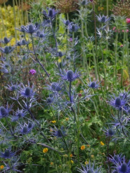 Mikołajek- Eryngium zabelii 'Violetta' (L)