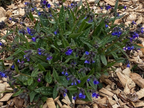 Miodunka 'Miss Ely' (W)