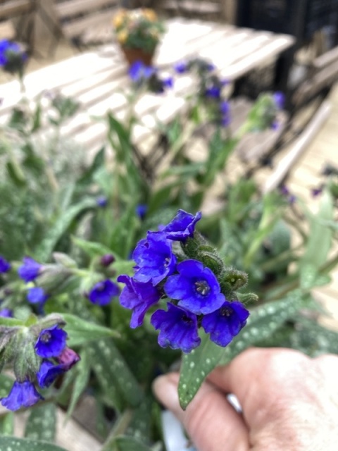 Miodunka 'Miss Ely' (W)