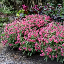 Miodunka 'Pretty in Pink' (W)