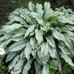 Miodunka pstra- Pulmonaria 'Samurai' (W)