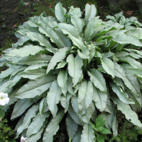 Miodunka pstra- Pulmonaria 'Samurai' (W)
