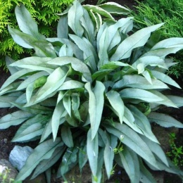 Miodunka pstra- Pulmonaria 'Samurai' (W)