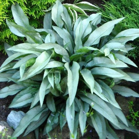 Miodunka pstra- Pulmonaria 'Samurai' (W)