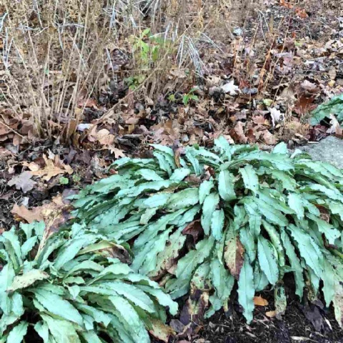 Miodunka pstra- Pulmonaria 'Samurai' (W)
