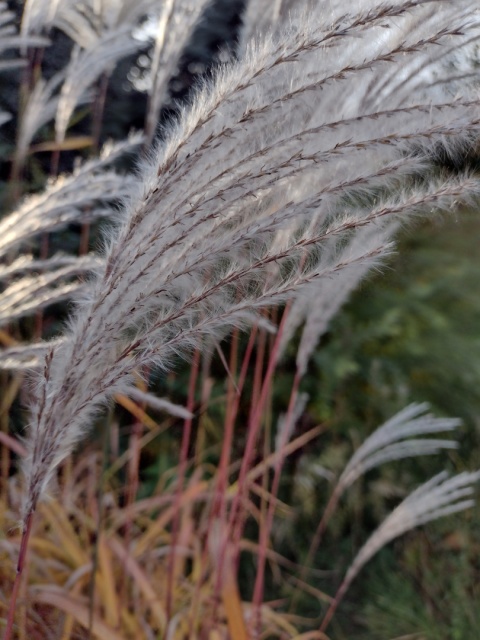 Miskant chiński- Miscanthus sinensis 'Memory'