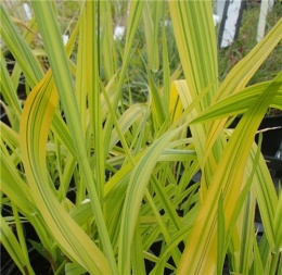 Mozga trzcinowata 'Arctic Sun' (W)