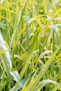 Mozga trzcinowata 'Arctic Sun' (W)