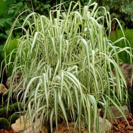 Mozga trzcinowata- Phalaris arundinacea 'Feesey' (W)