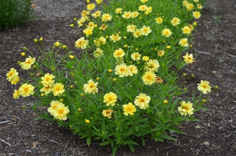 Nachyłek- Coreopsis 'Full Moon' (L)