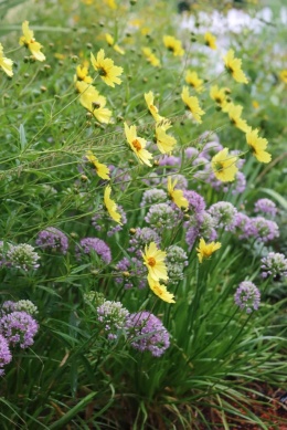 Nachyłek- Coreopsis 'Full Moon' (L)