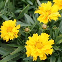 Nachyłek- Coreopsis 'Presto' (L)