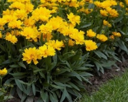 Nachyłek- Coreopsis 'Presto' (L)