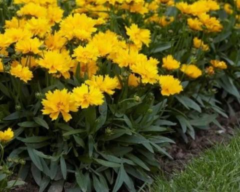 Nachyłek- Coreopsis 'Presto' (L)