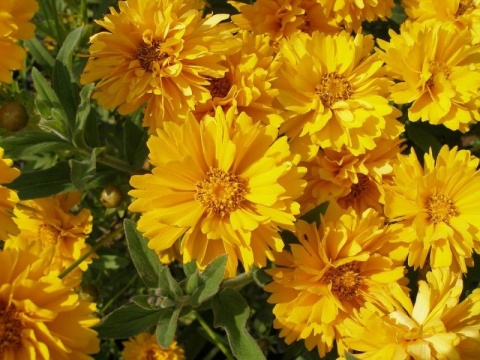 Nachyłek- Coreopsis 'Presto' (L)