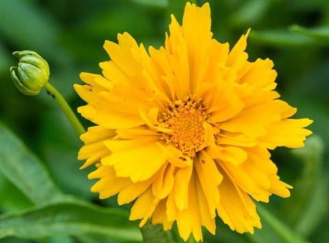 Nachyłek- Coreopsis 'Presto' (L)