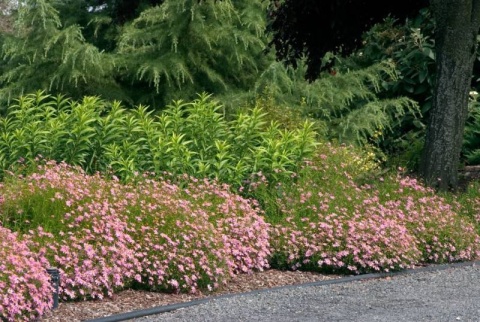 Nachyłek różowy- Coreopsis rosea 'American Dream' (W)