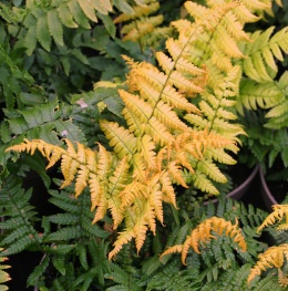 Narecznica Wallicha 'Jurassic Gold'- Dryopteris wallichiana 'Jurassic Gold'
