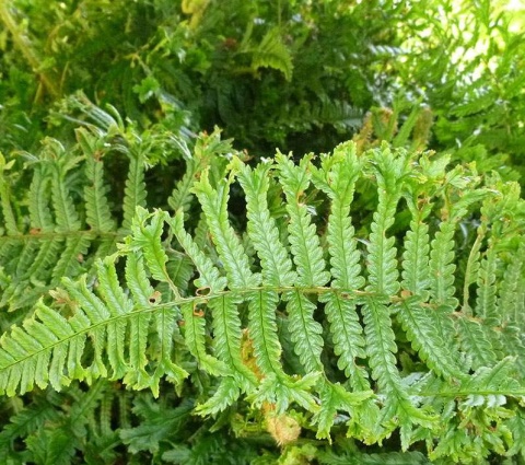 Narecznica grzebieniasta 'Cristata THE KING' (W)