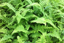 Narecznica mocna 'Crispa' (W)