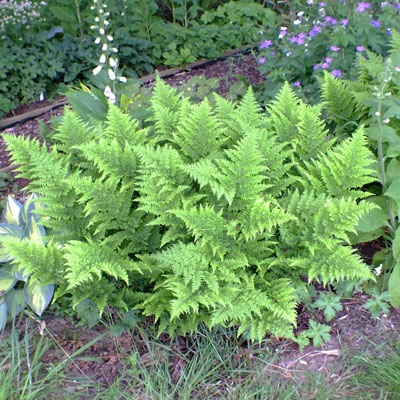 Narecznica szerokolistna 'Crispa Whiteside' (W)