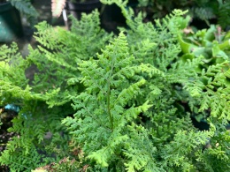 Narecznica szerokolistna 'Lepidota Cristata' (L)