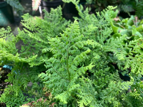 Narecznica szerokolistna 'Lepidota Cristata' (L)