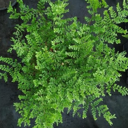 Narecznica szerokolistna 'Lepidota Cristata' (L)