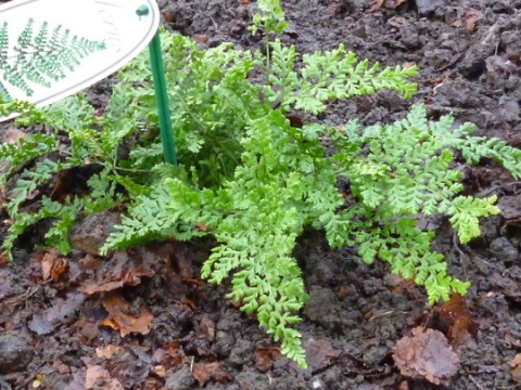 Narecznica szerokolistna 'Lepidota Cristata' (L)