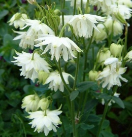 Orlik 'Green Apples' (W)